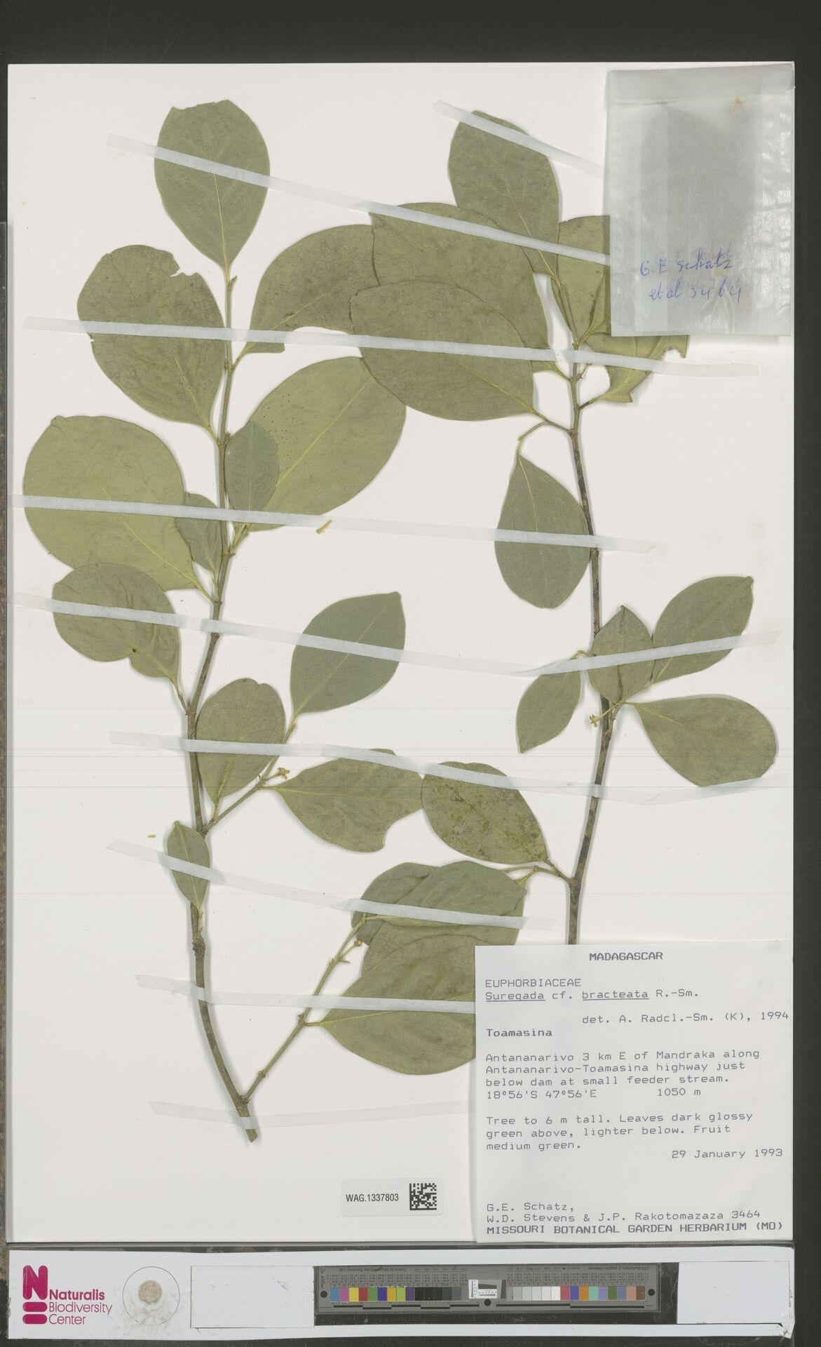 Suregada bracteata — related species from the same genus