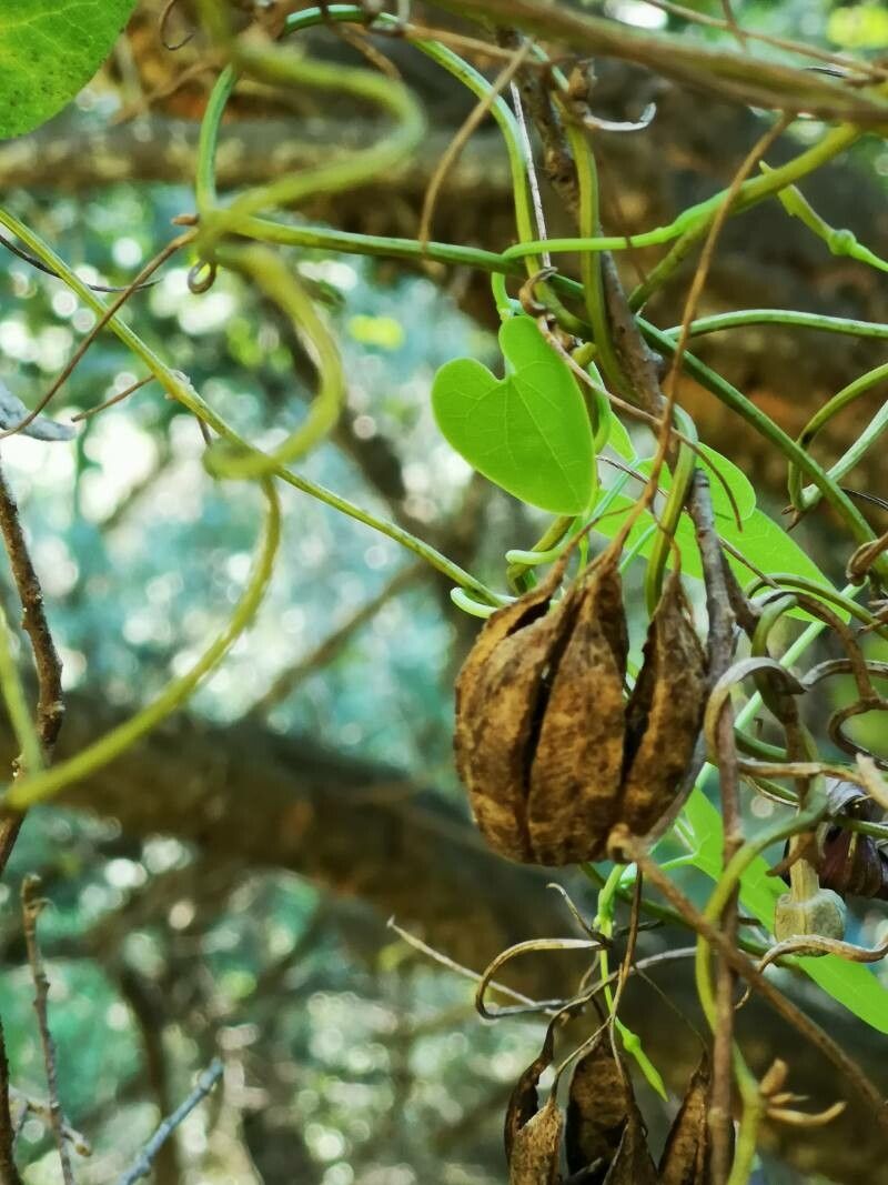Aristolochia sempervirens fruit