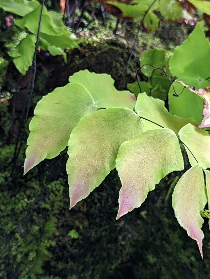 Adiantum macrophyllum leaf
