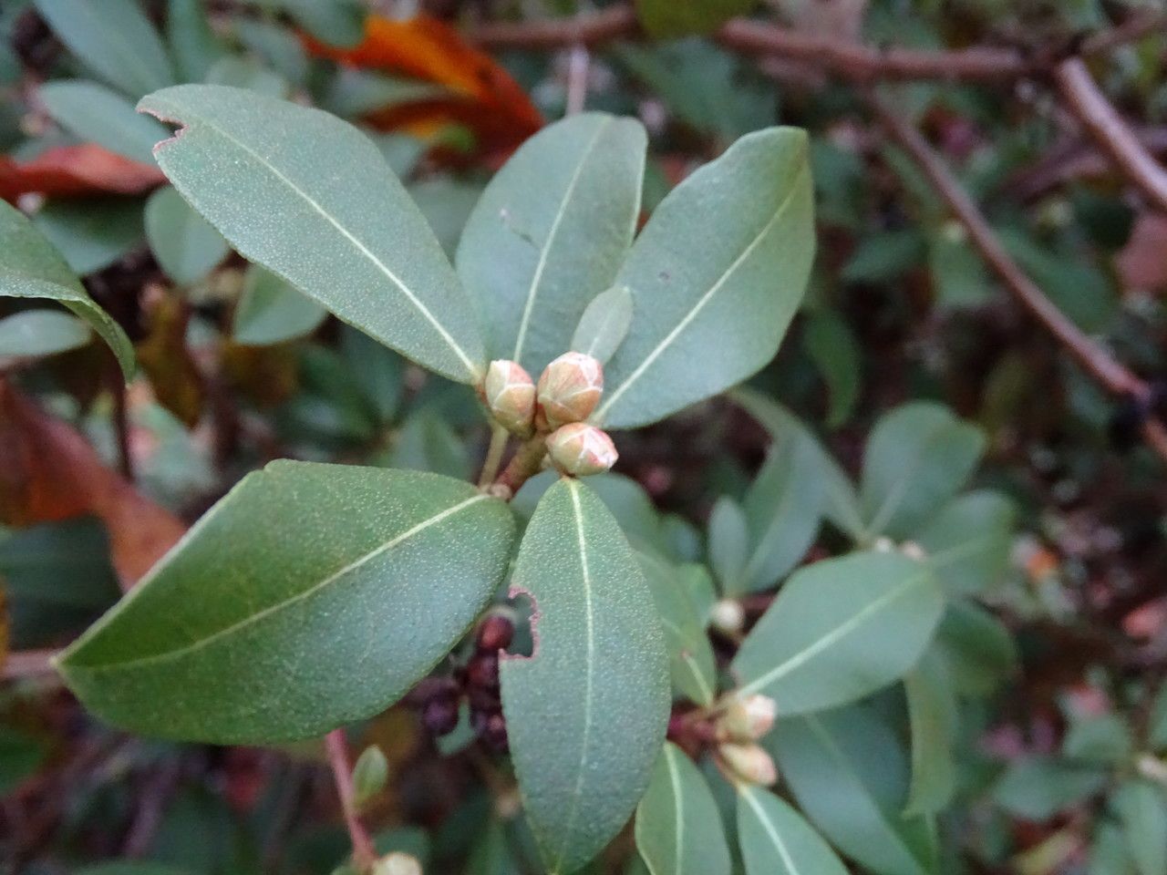 Rhododendron tatsienense flower