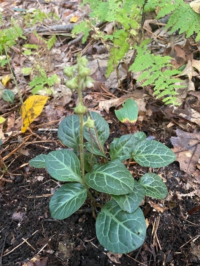 Pyrola americana — related species from the same genus