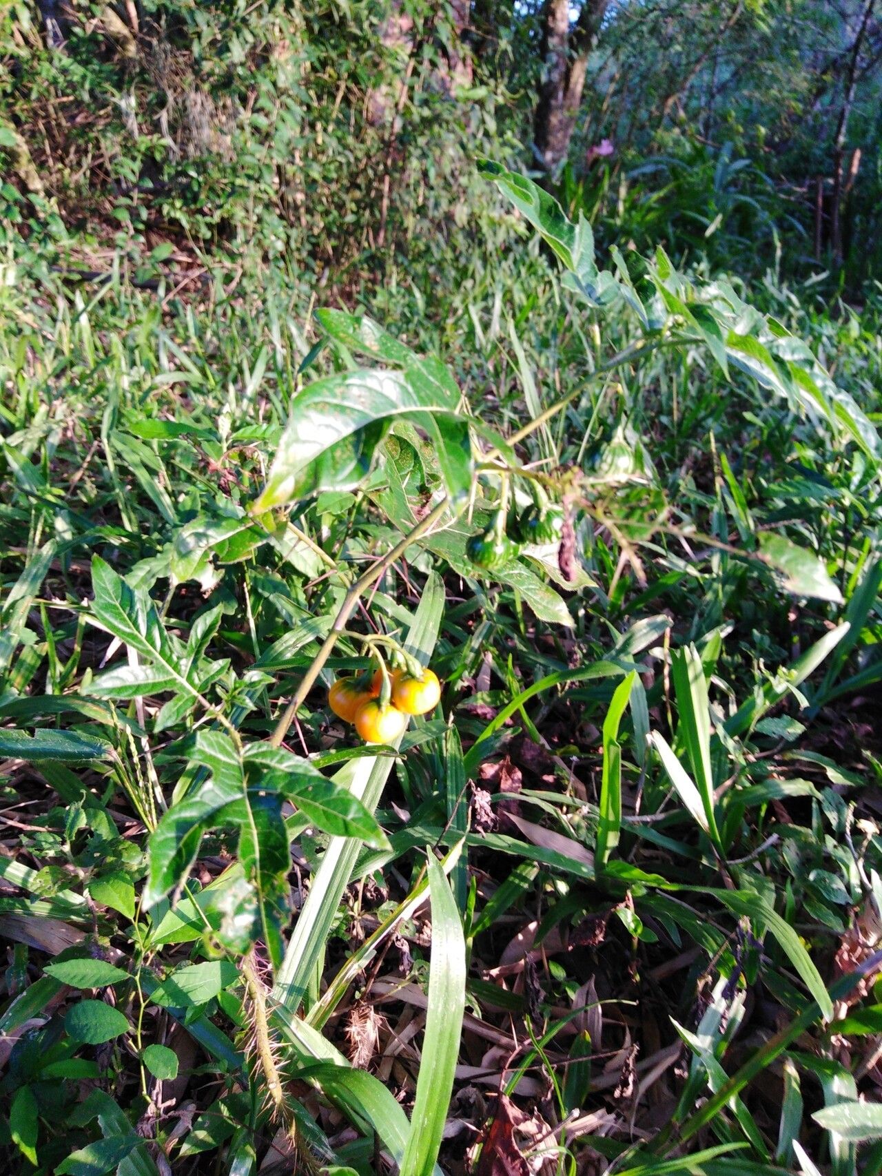 Solanum affine habit
