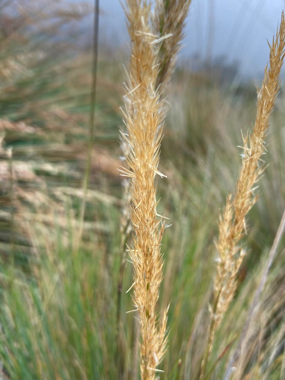 Polypogon magellanicus flower