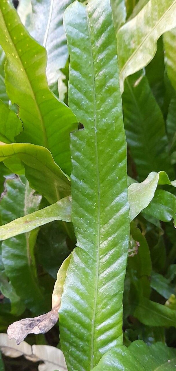 Campyloneurum phyllitidis — search result for 'Polypodiaceae'