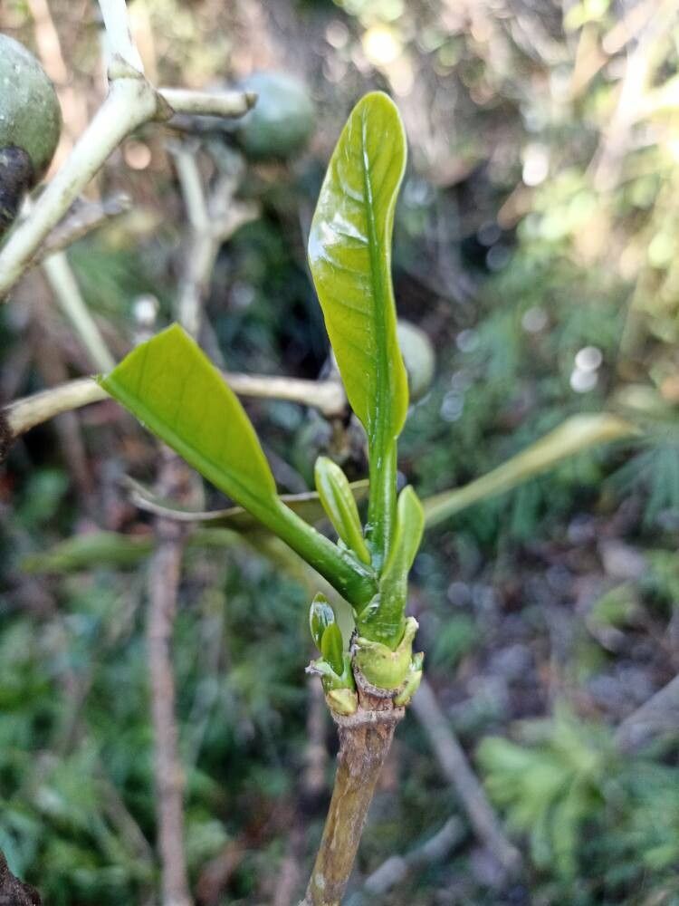 Anthocleista madagascariensis other
