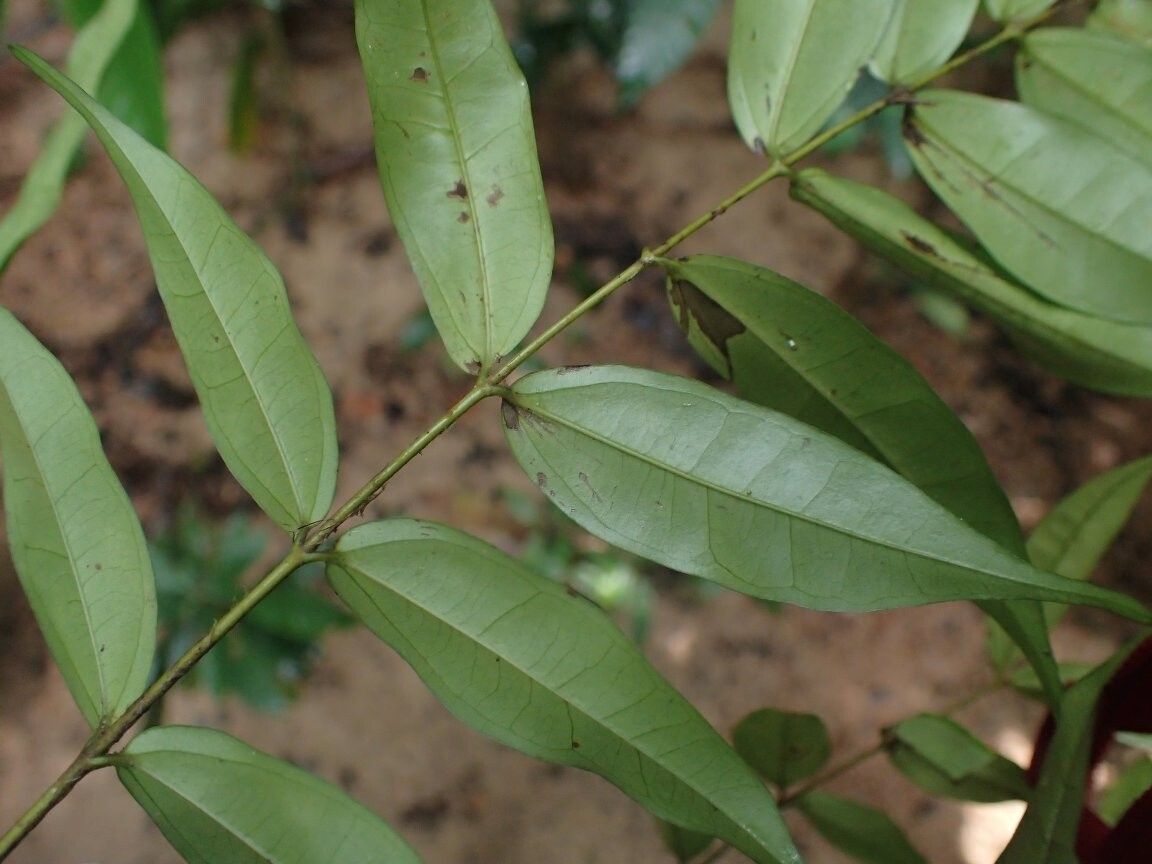 Strychnos urceolata — houseplant care guide