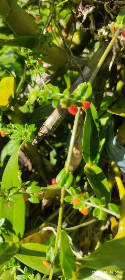 Galium porrigens fruit