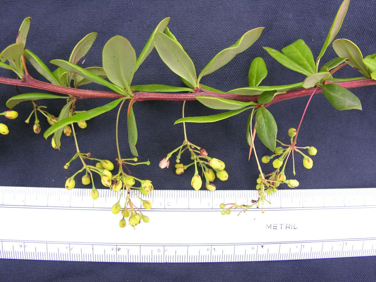 Berberis karnaliensis other