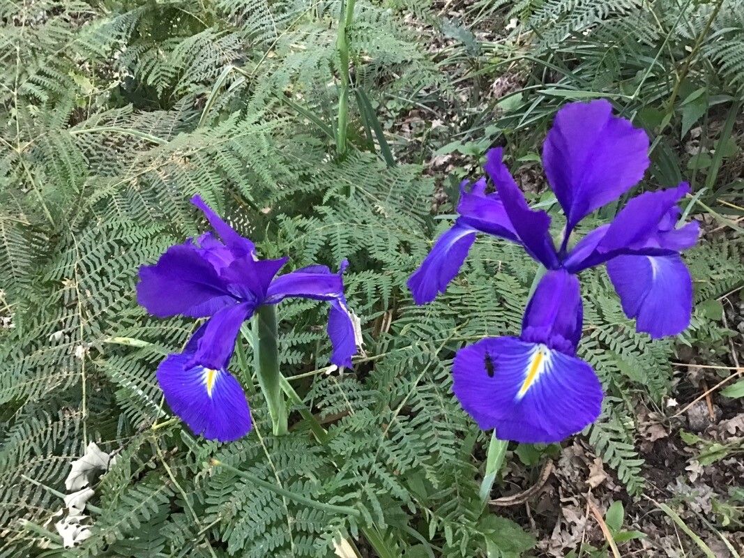 Iris jacquinii — houseplant care guide