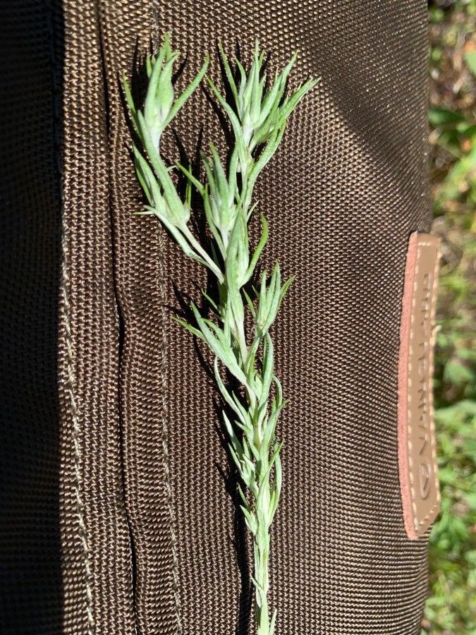 Logfia gallica flower