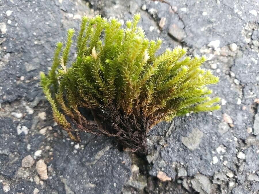 Selaginella apoda habit