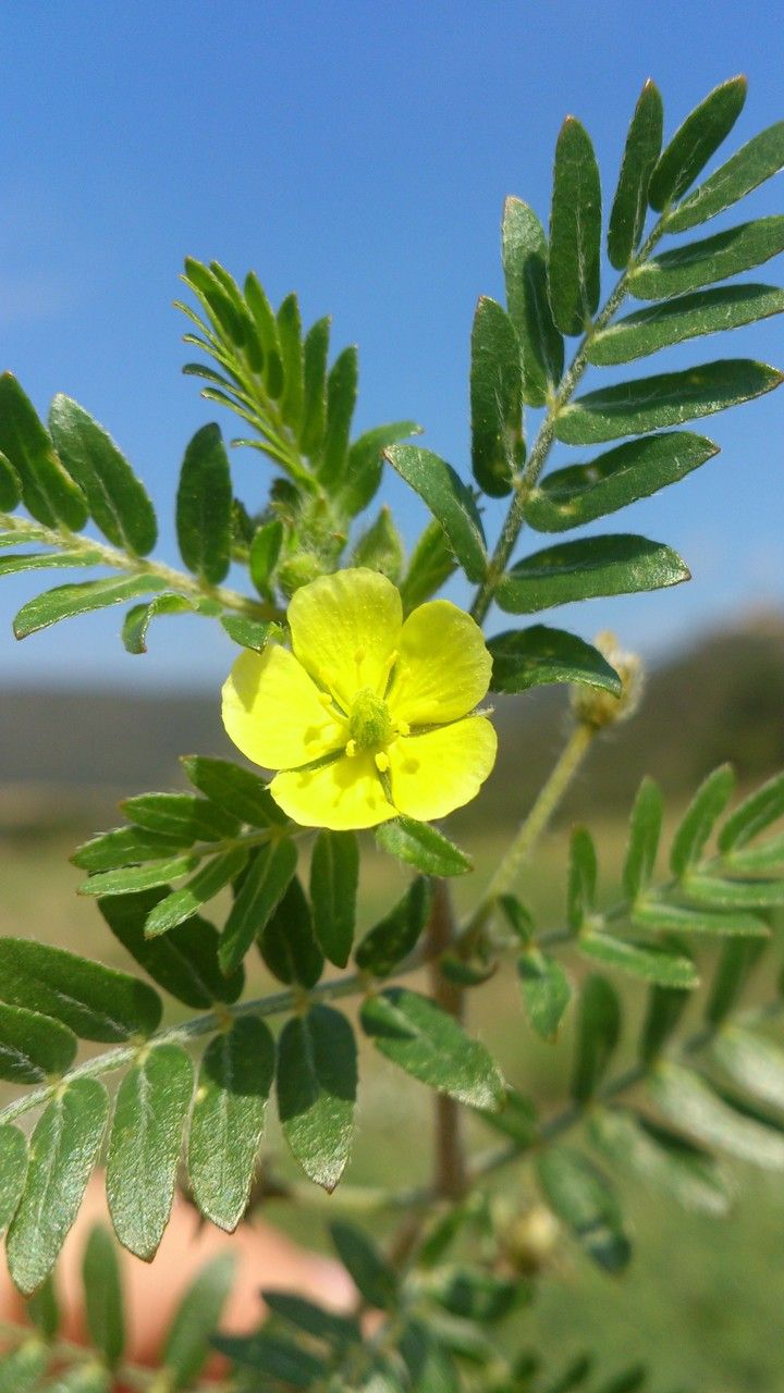 Tribulus terrestris flower