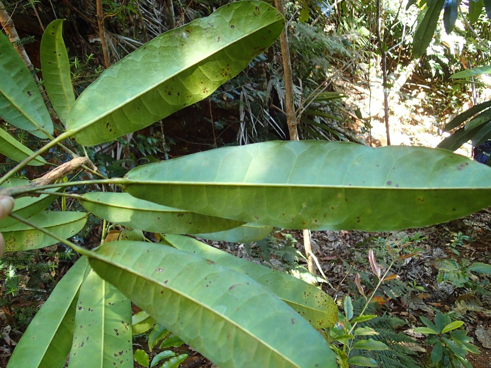 Baloghia balansae — related species from the same genus