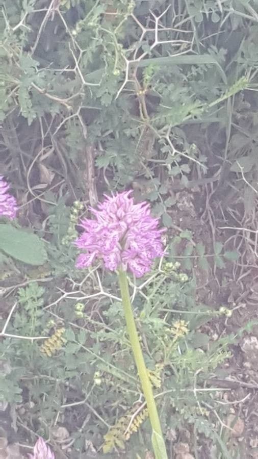 Orchis tridentata flower