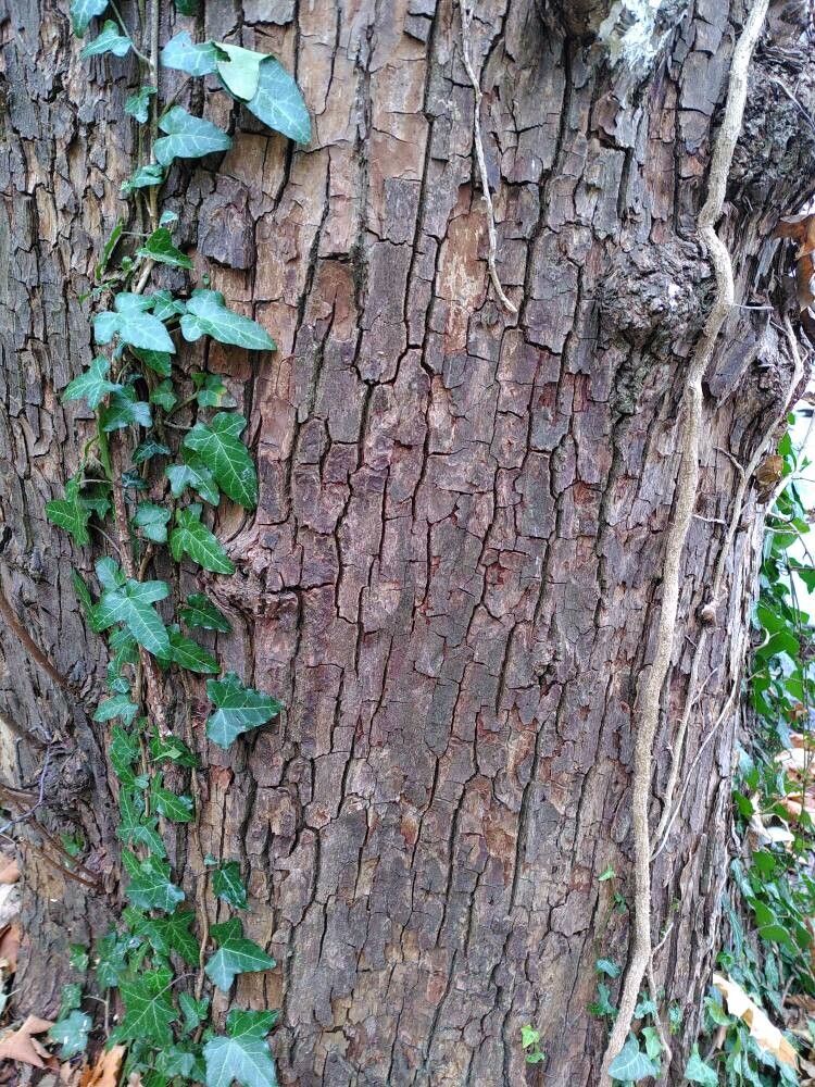 Salix × rubra — houseplant care guide