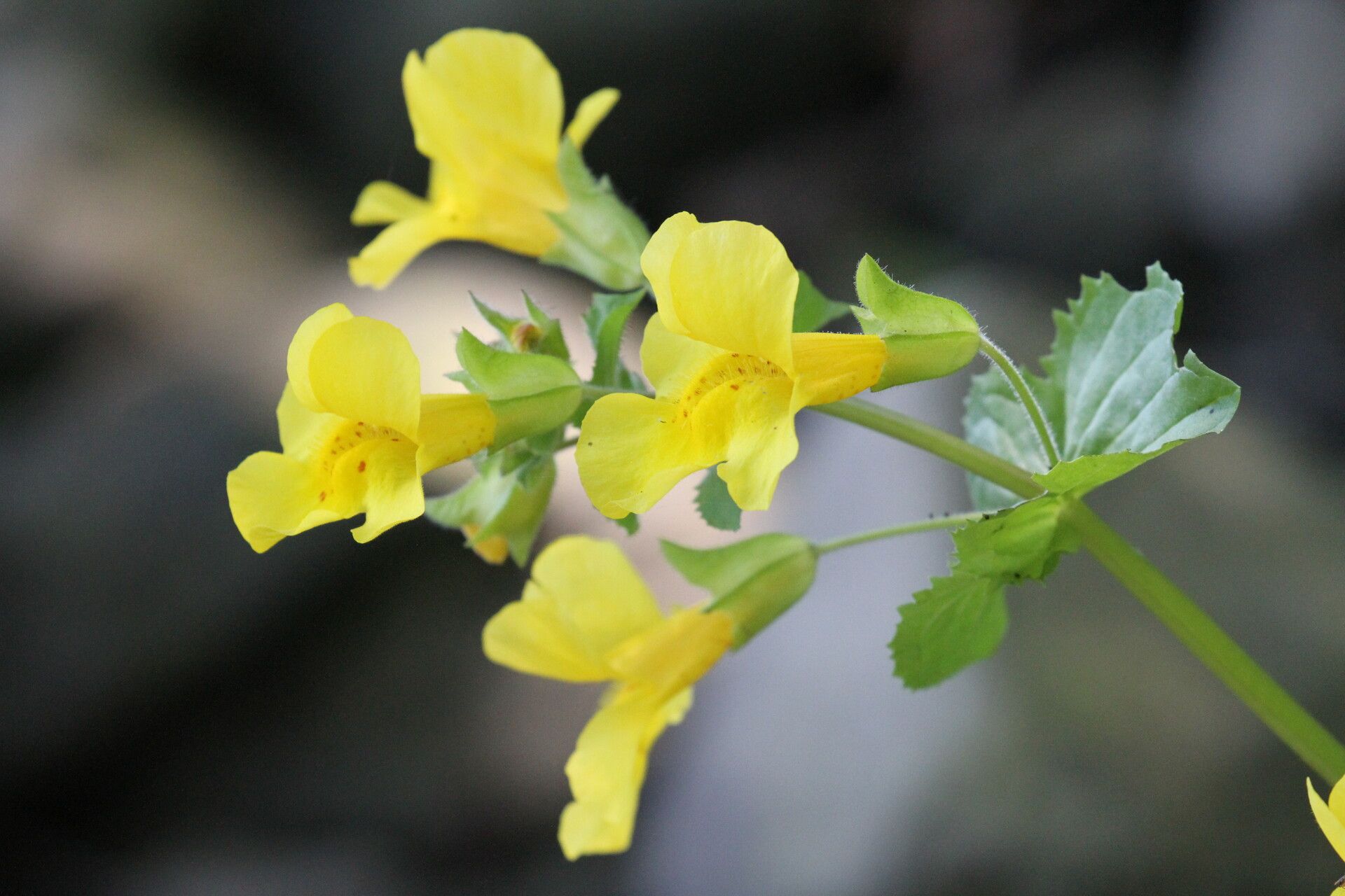 Erythranthe lutea flower