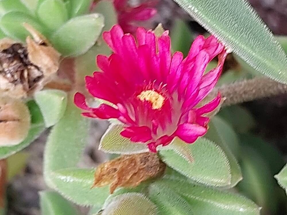 Delosperma vinaceum flower