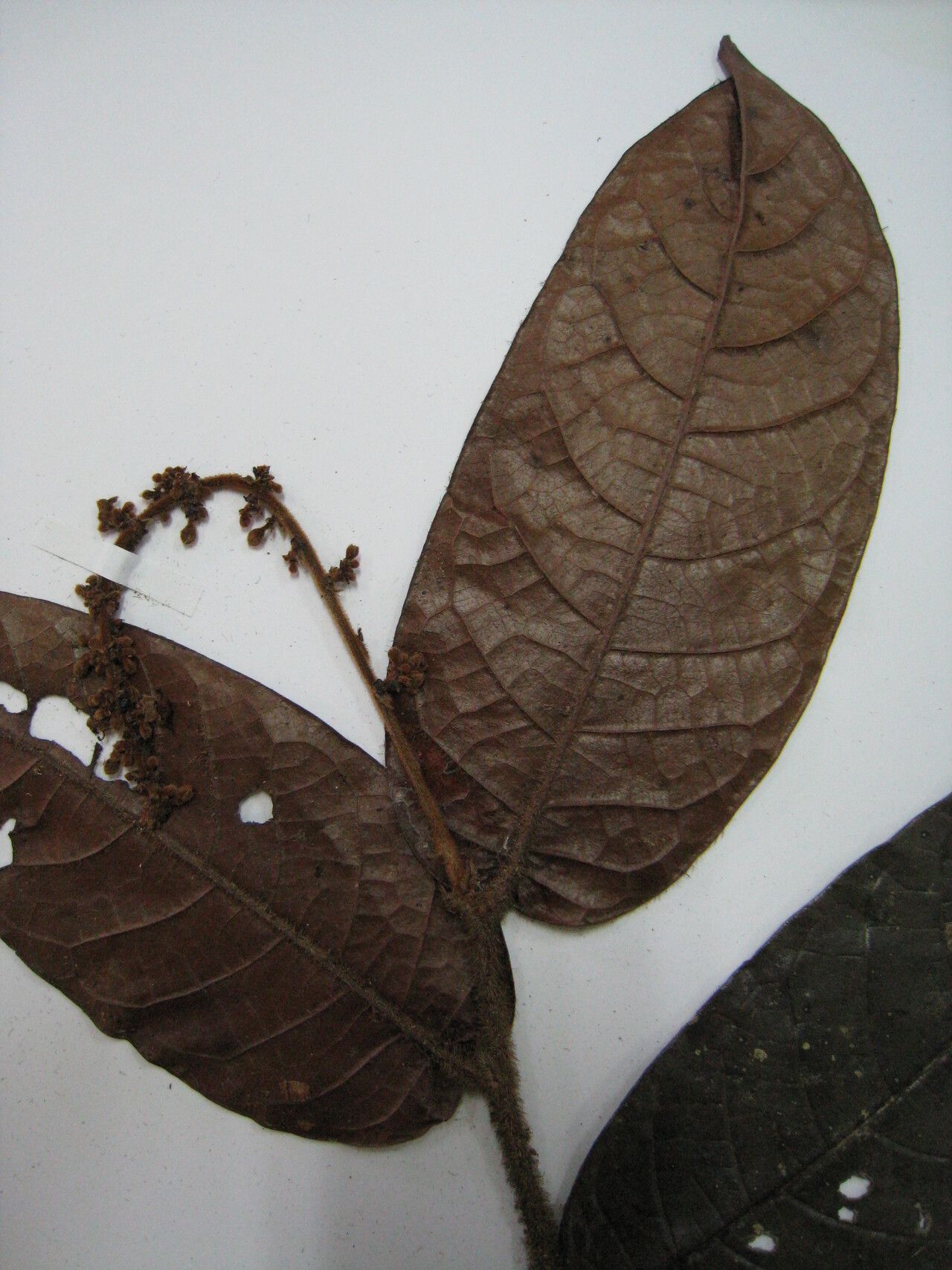 Hirtella margae — houseplant care guide