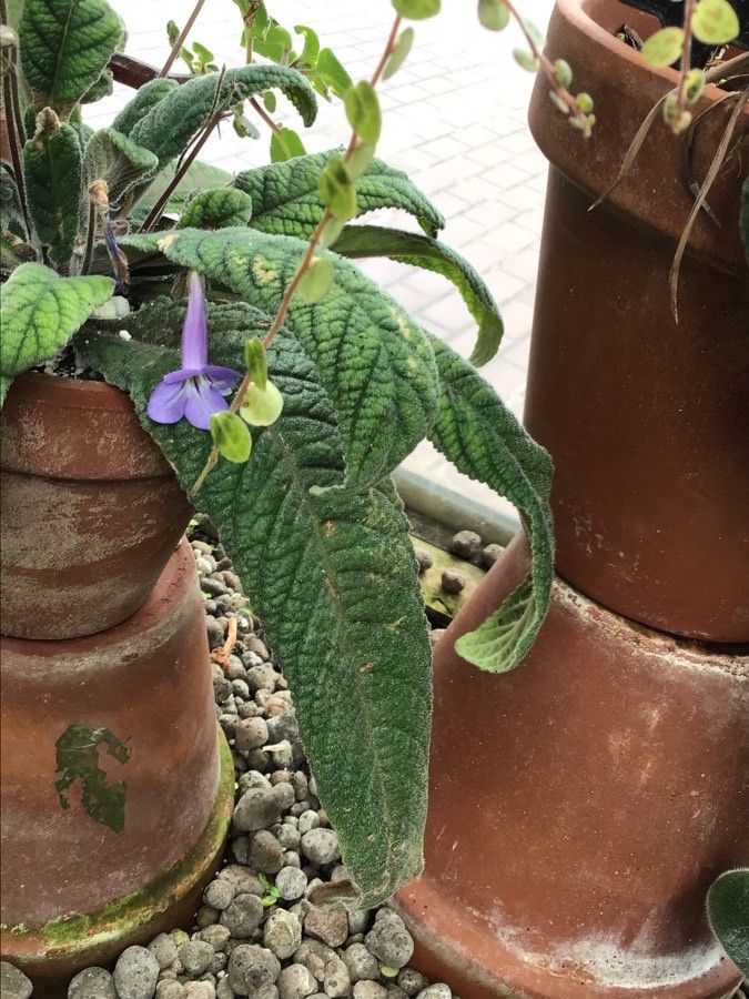 Streptocarpus modestus — search result for 'Streptocarpus'