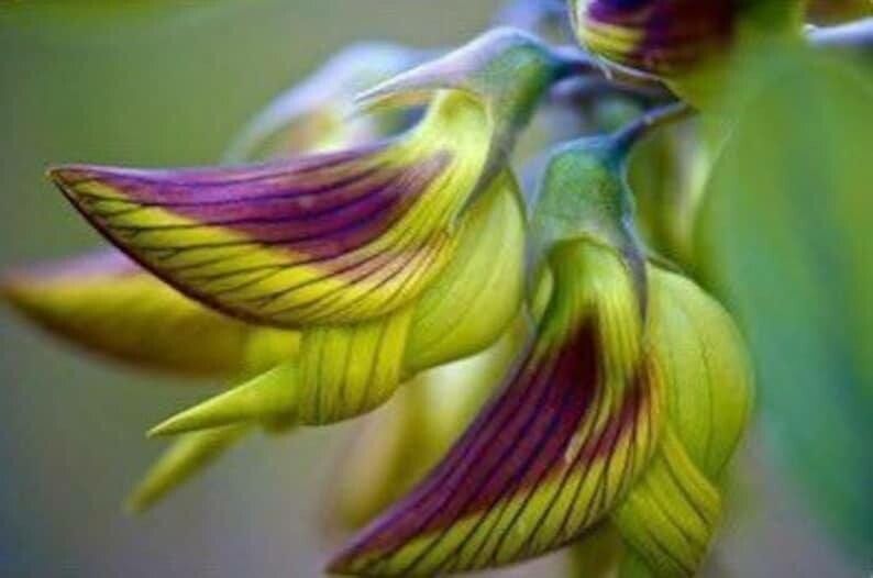 Crotalaria cunninghamii — search result for 'Crotalaria'