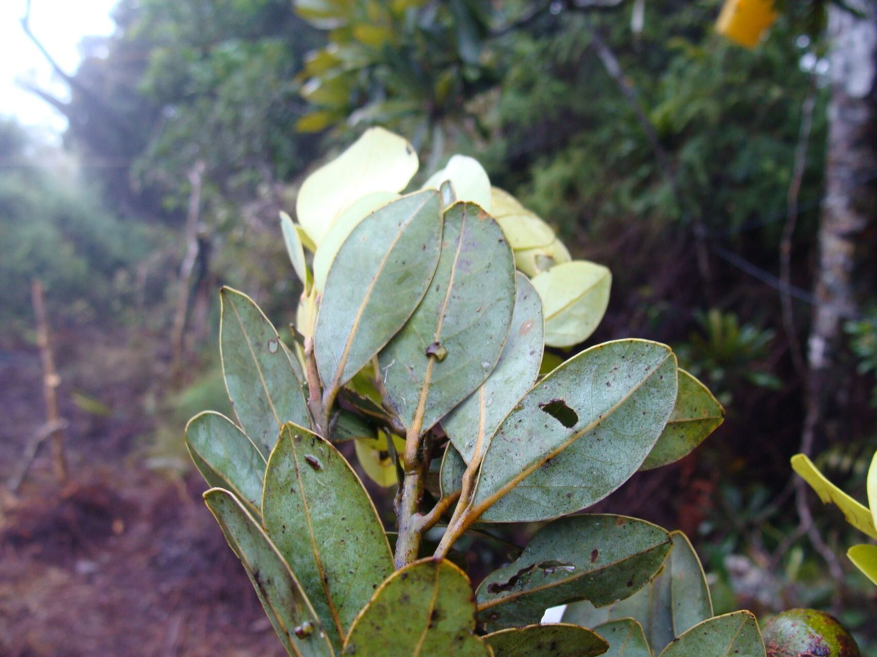 Cryptocarya adpressa — related species from the same genus