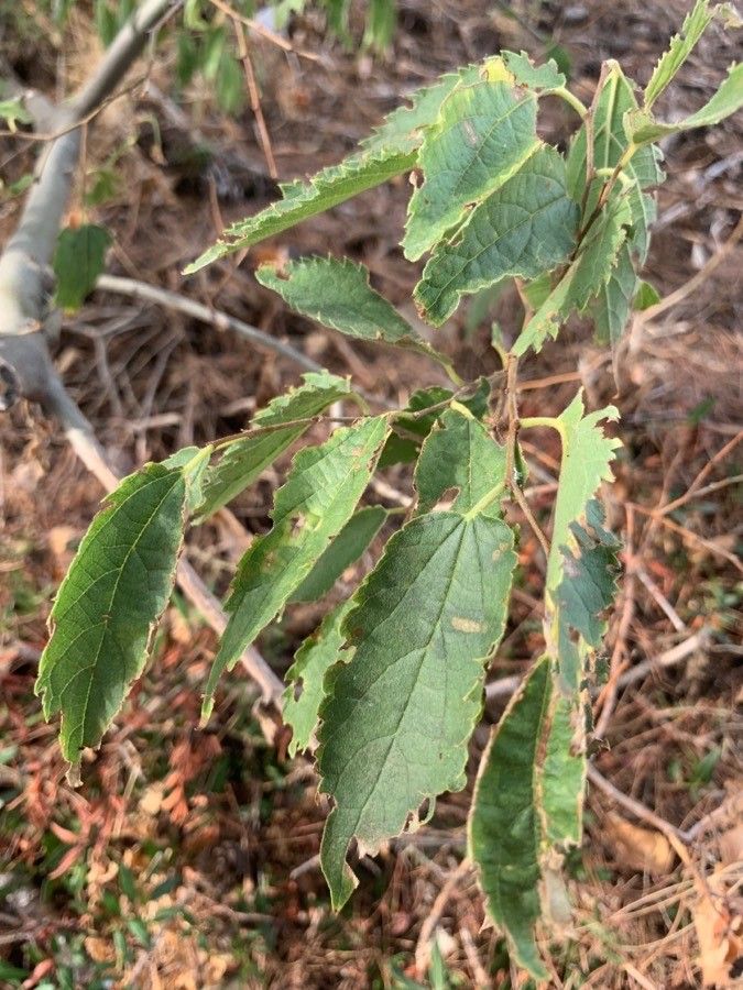 Grewia flavescens leaf