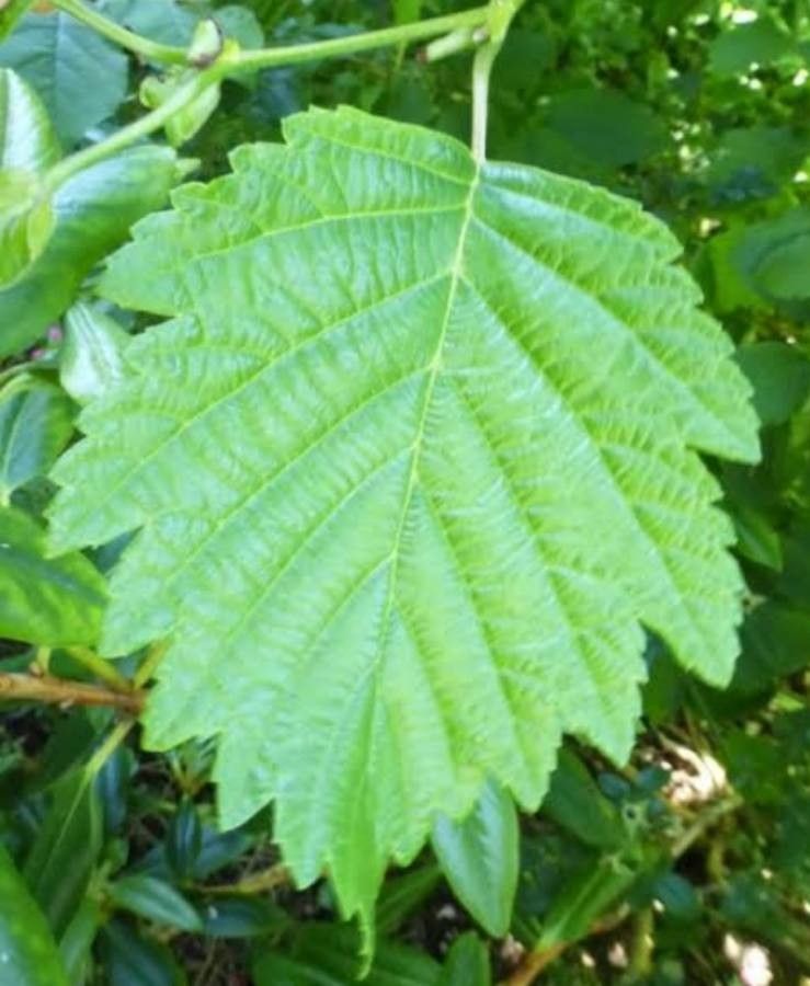 Alnus hirsuta — search result for 'Alaska'