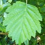 Alnus hirsuta
