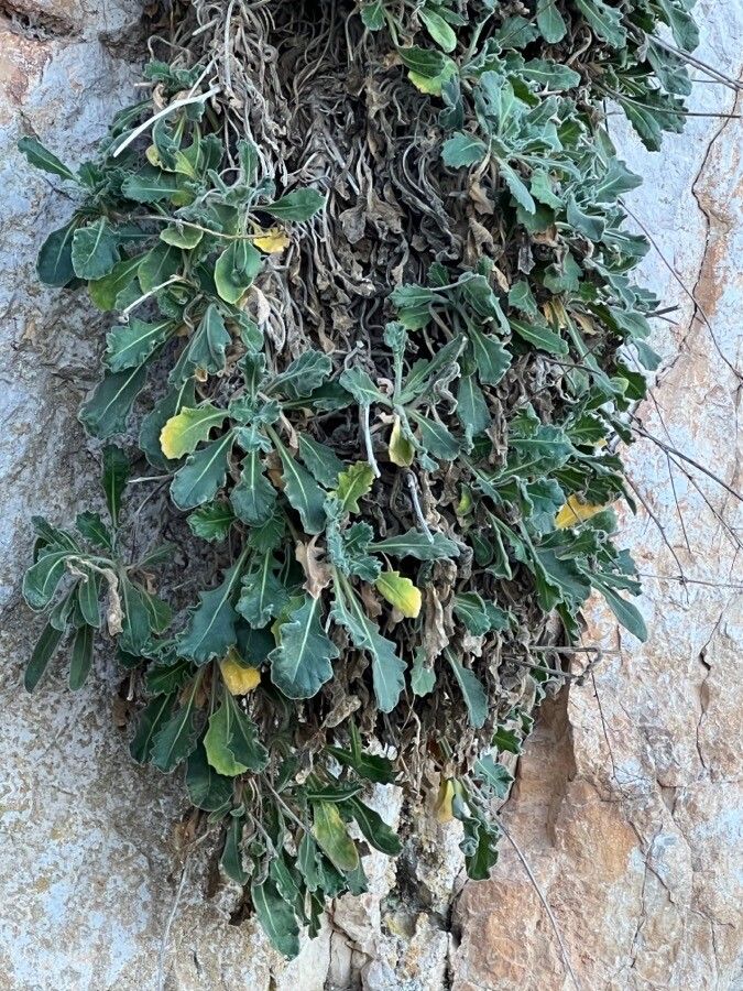 Biscutella frutescens leaf