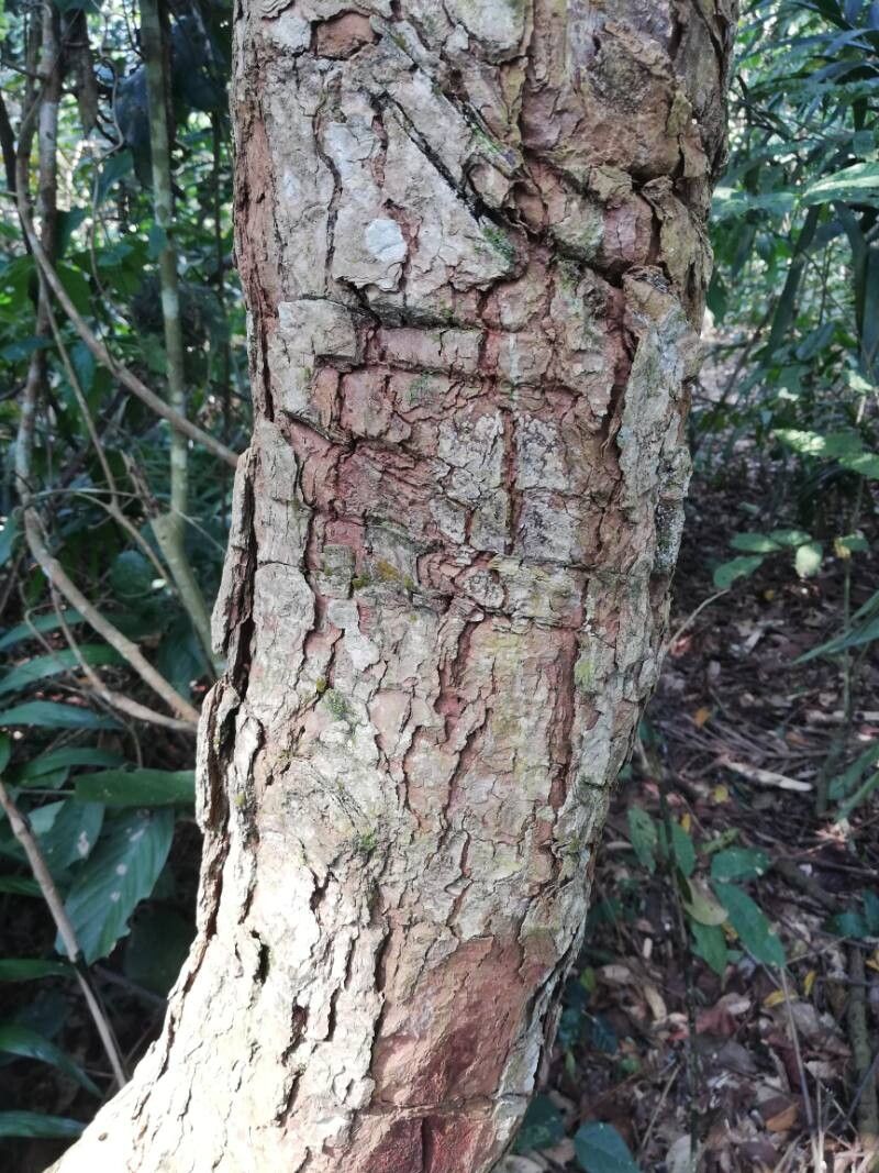 Landolphia jumellei bark