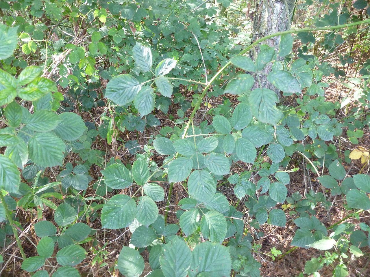 Rubus integribasis — houseplant care guide