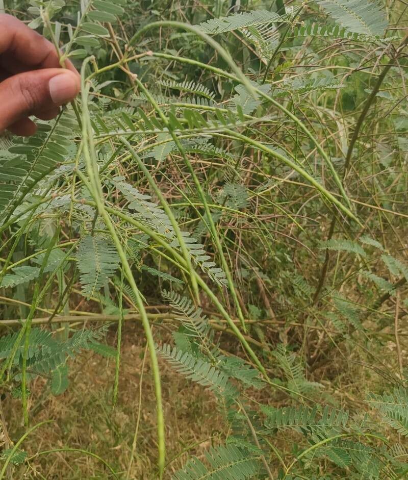 Sesbania sesban fruit