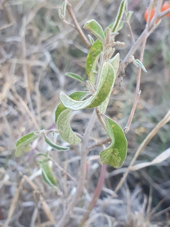 Solanum lanzae leaf
