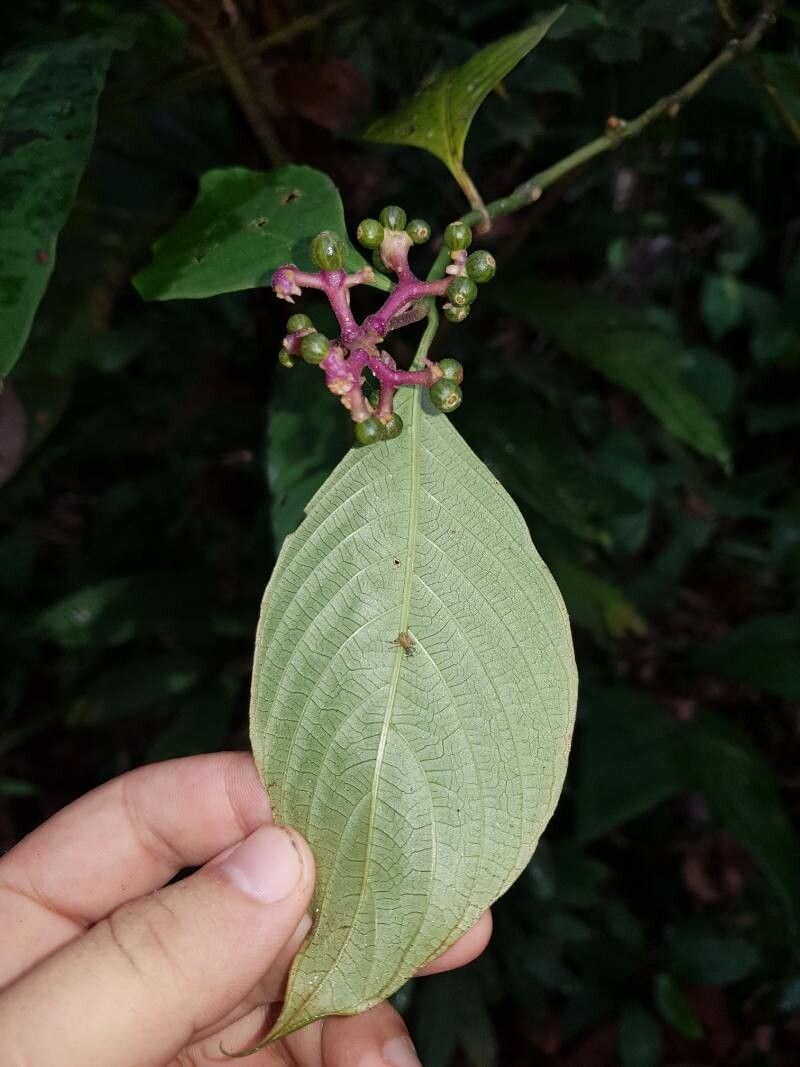 Palicourea winkleri fruit