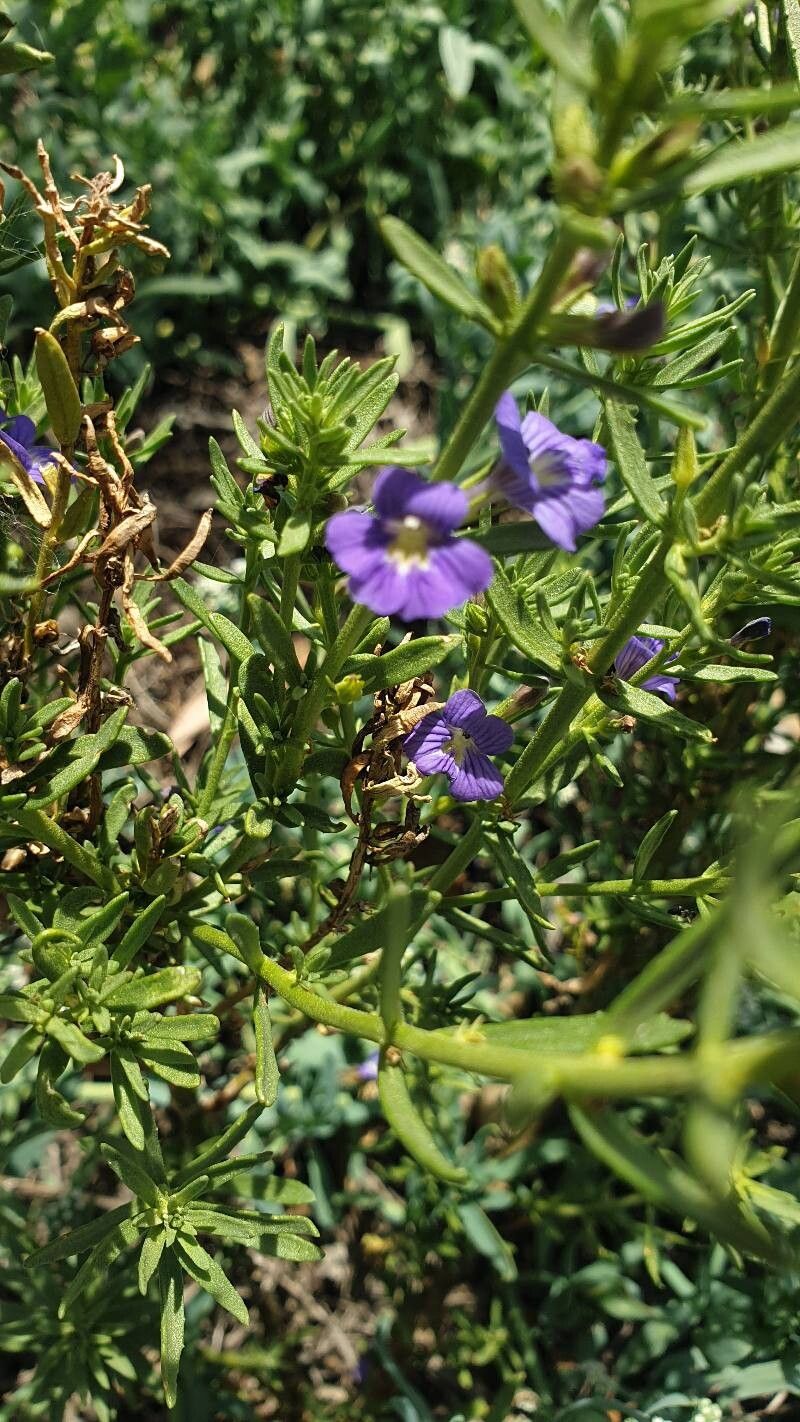 Stemodia florulenta flower
