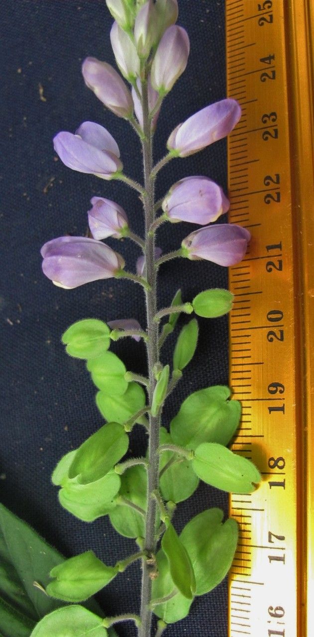 Polygala panamensis — houseplant care guide