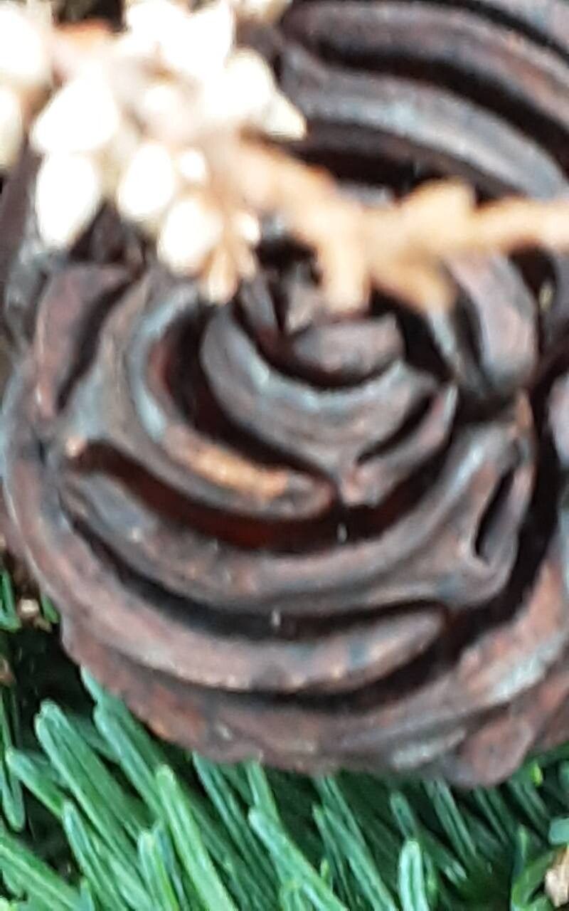 Leucadendron platyspermum fruit