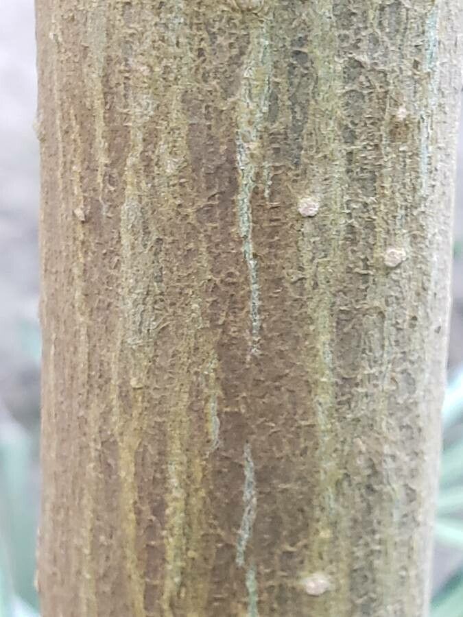 Juanulloa mexicana bark