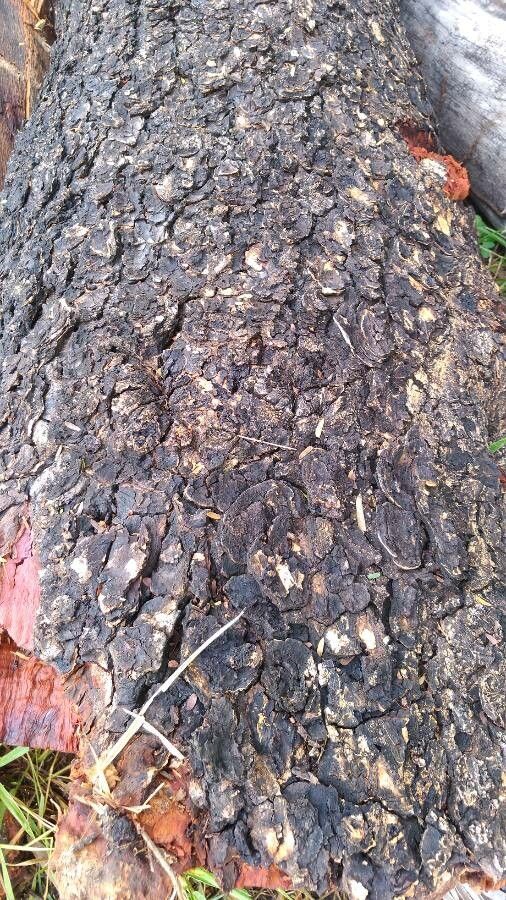 Myracrodruon urundeuva bark