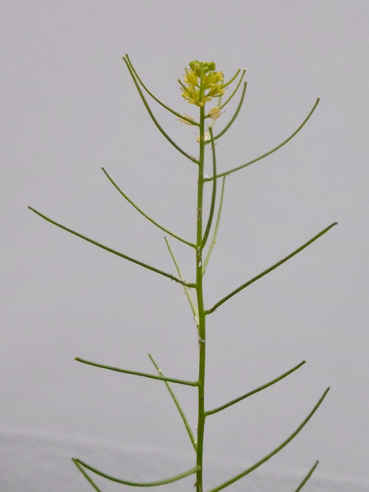 Erucastrum canariense flower
