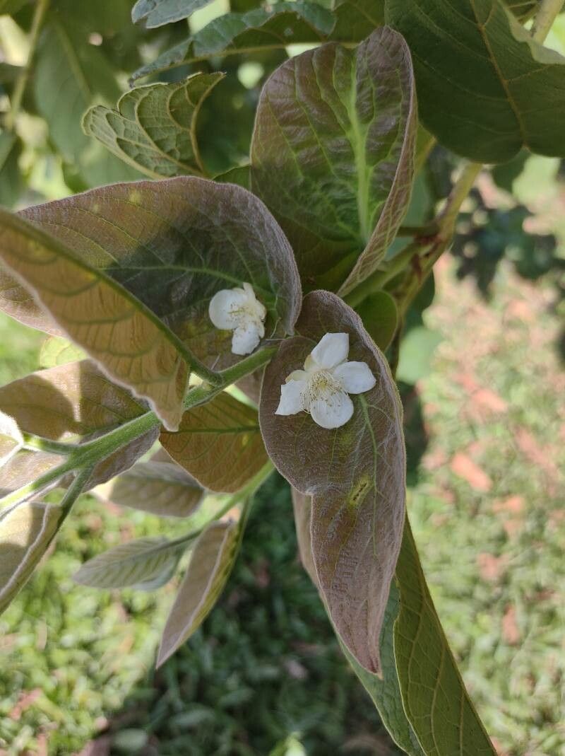 Campomanesia guazumifolia leaf