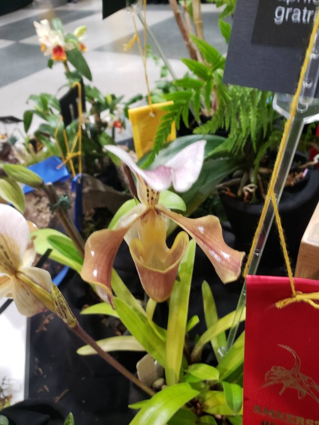 Paphiopedilum gratrixianum flower