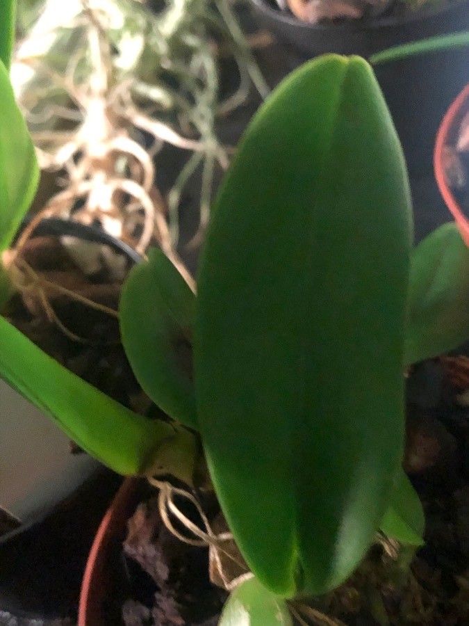 × Brassocattleya litoralis — houseplant care guide
