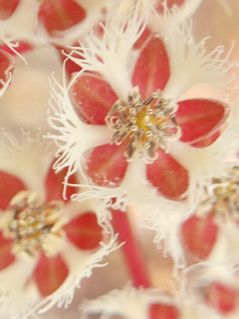 Elaeocarpus variabilis flower