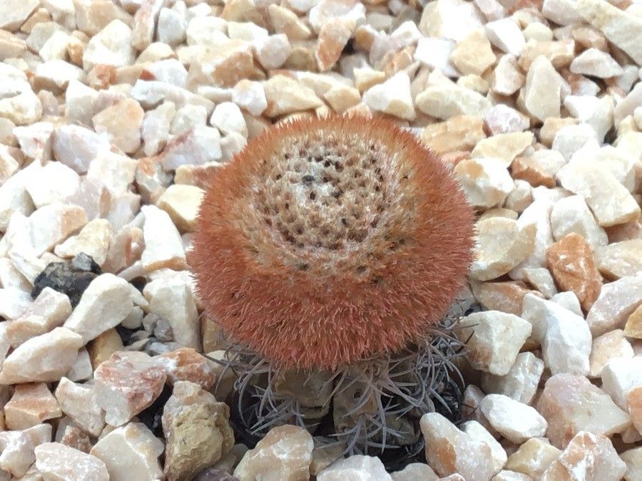 Melocactus matanzanus leaf