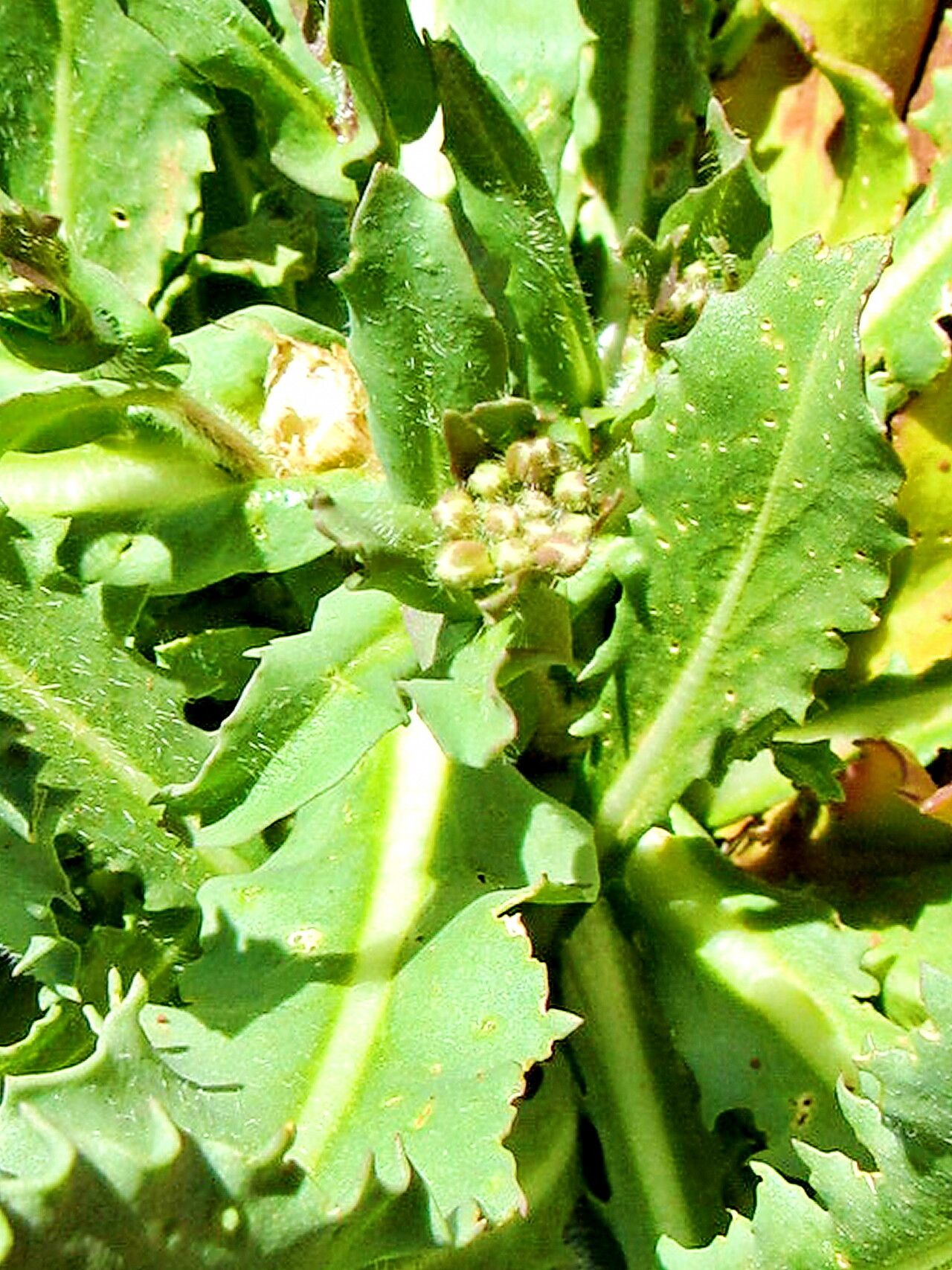 Streptanthus longirostris — houseplant care guide