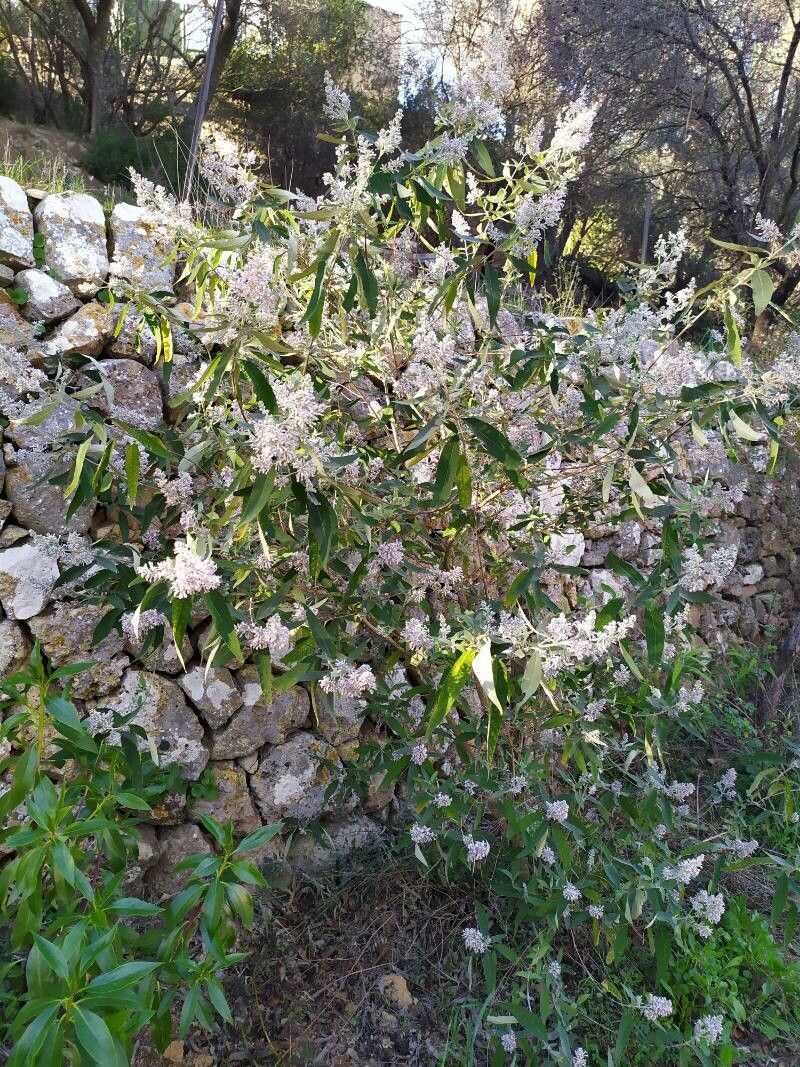 Buddleja officinalis habit