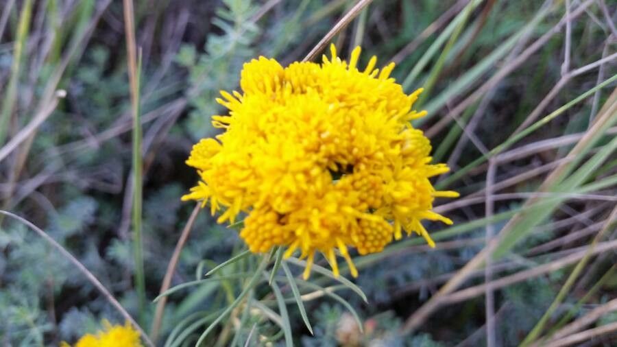 Galatella linosyris flower