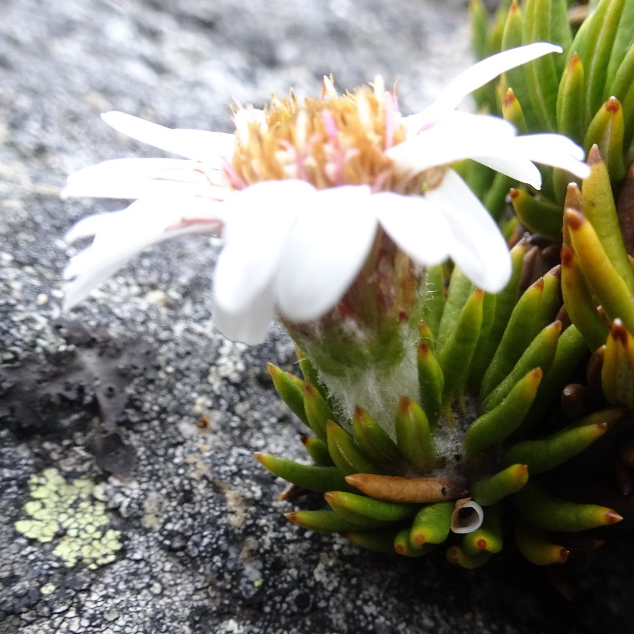 Diplostephium colombianum flower