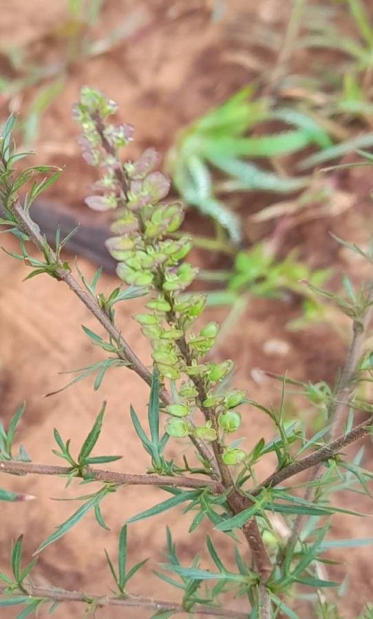 Lepidium bonariense fruit